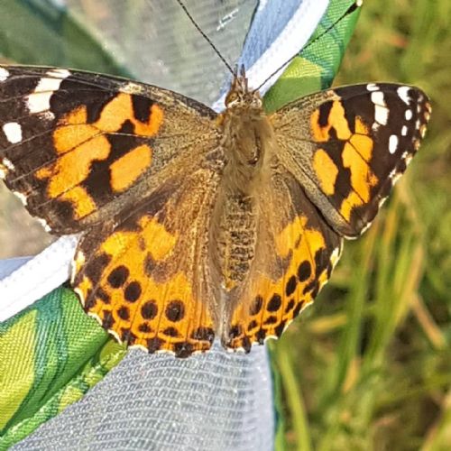 megan butterfly